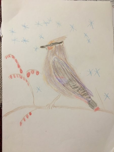 Поэтапное рисование свиристели