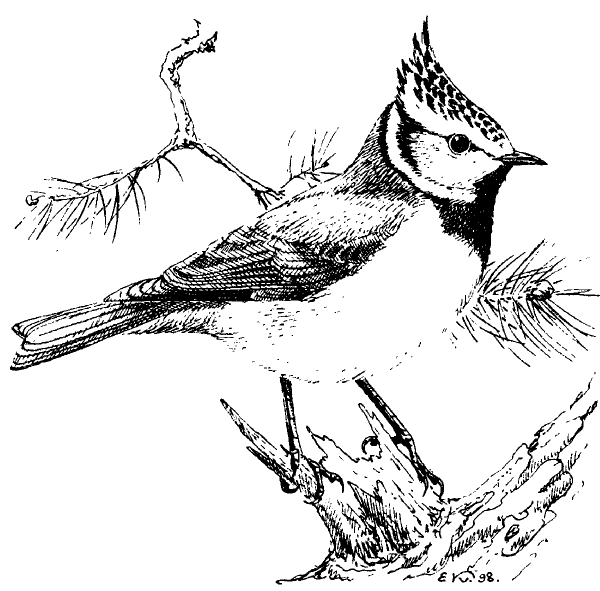 Хохлатая синица