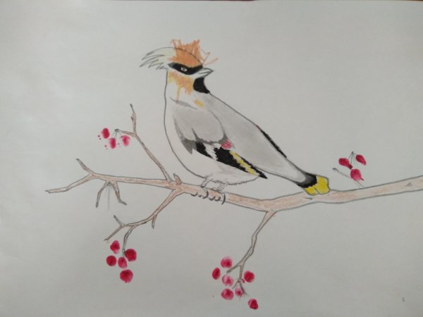 Свиристель срисовка для детей