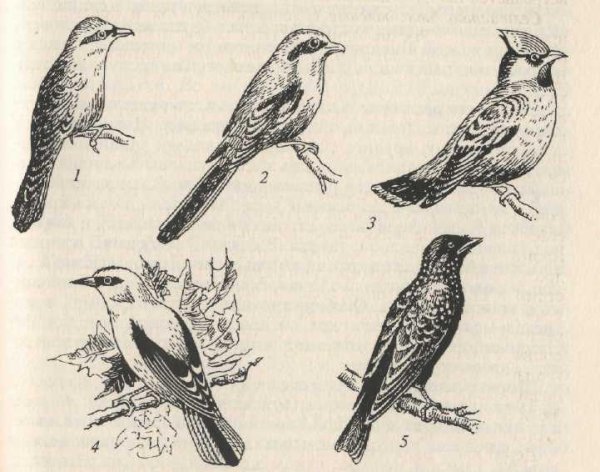 Свиристель трафарет птицы