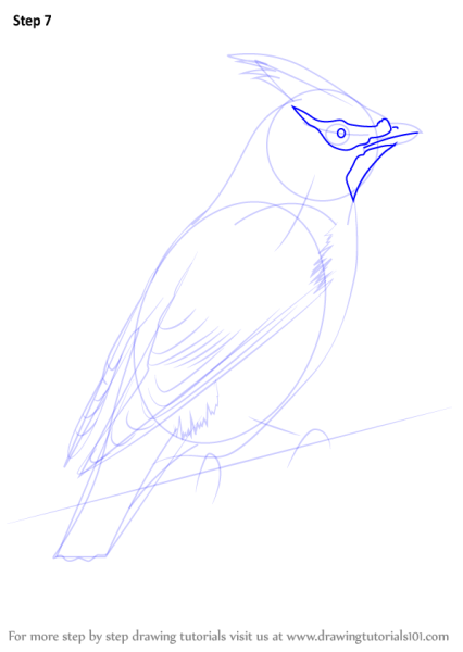 Поэтапное рисование свиристели