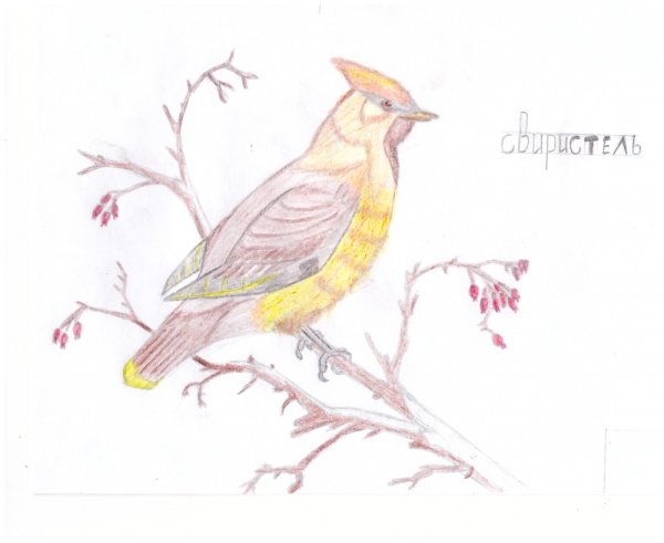 Свиристель раскраска в цвете