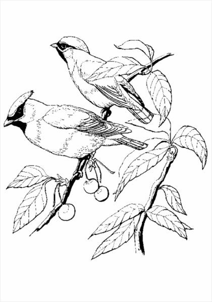 Раскраска птицы свиристель