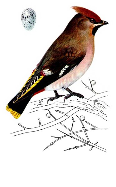 Свиристель для дошкольников