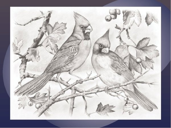 Птица на ветке Графика