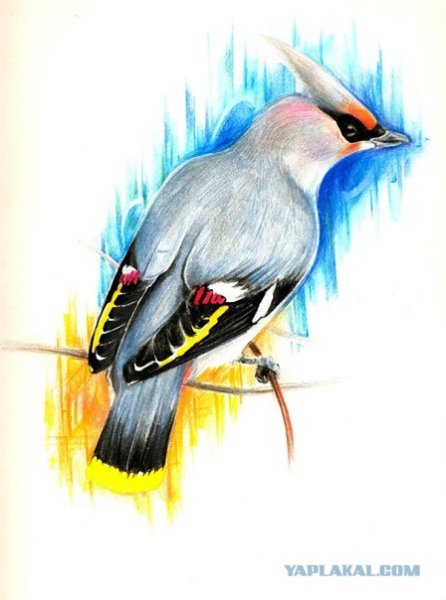 Свиристель птица рисунок карандашом