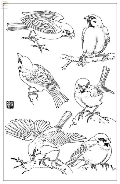 Воробей контурный эскиз