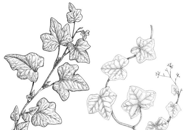 Плющ Ботаническая иллюстрация