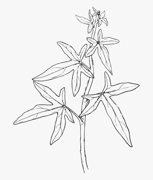 Плющ карандашом