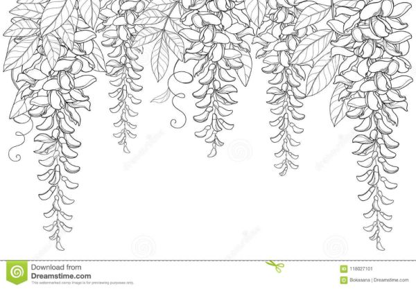 Лиана эскиз