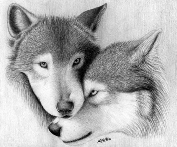 Волк рисунок
