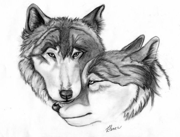 Волки карандашом пара