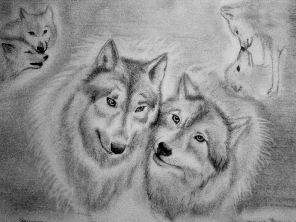 Волки карандашом пара