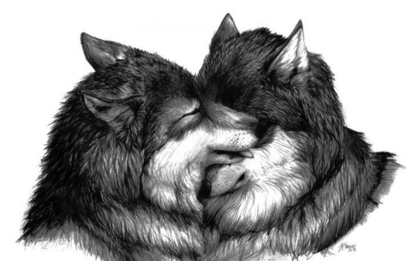 Волк и волчица карандашом