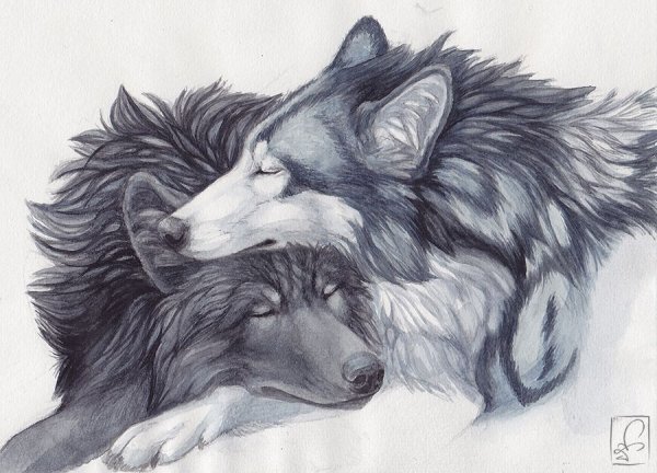 Волк и волчица карандашом