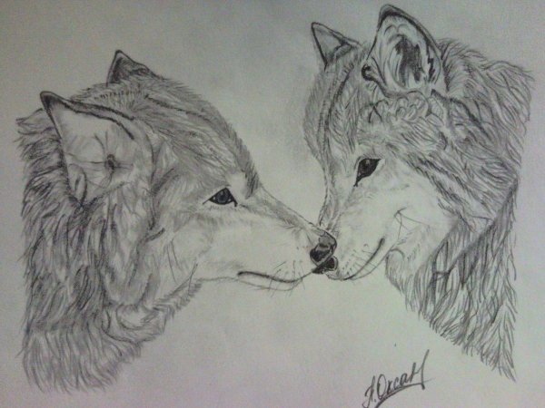 Два волка карандашом