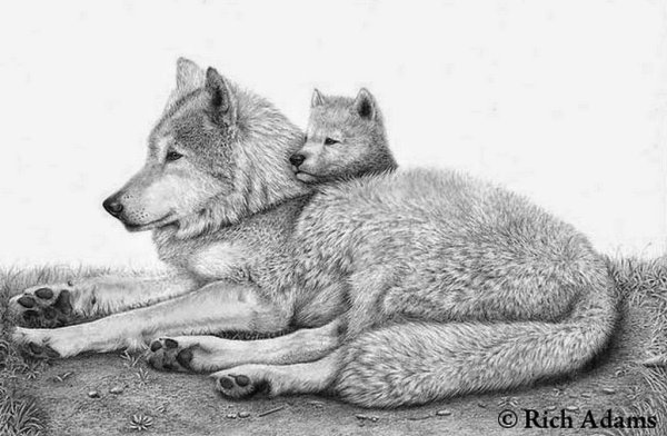 Волчица с волчатами карандашом