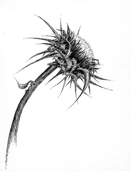 Репей чертополох Бодяк