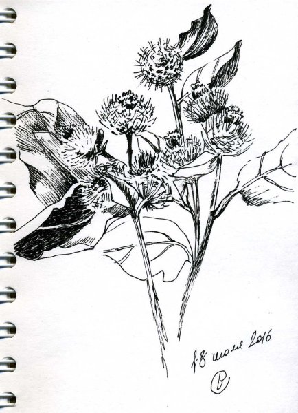 Андерсон репейник