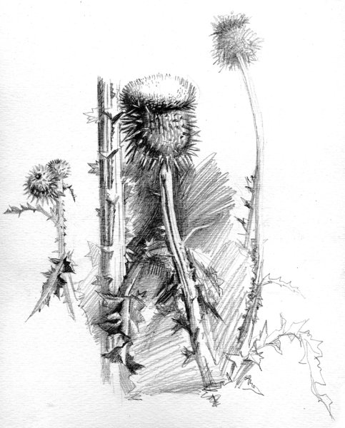 Колючка Тырса