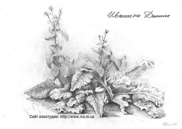 Расторопша пятнистая