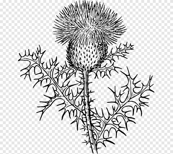 Чертополох в шотландских гравюрах