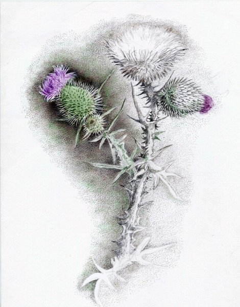 Лопух сангина