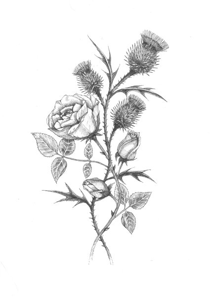 Лопух раскраска