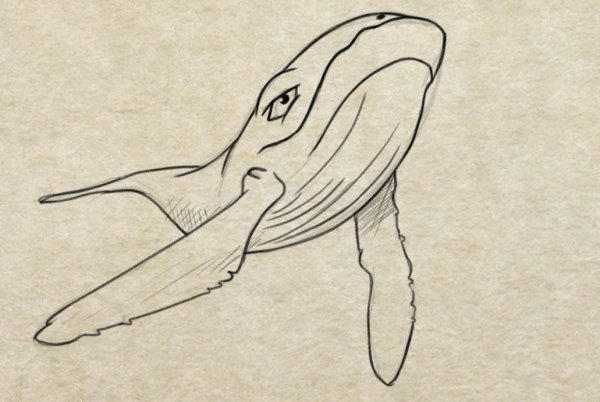 Кит карандашом