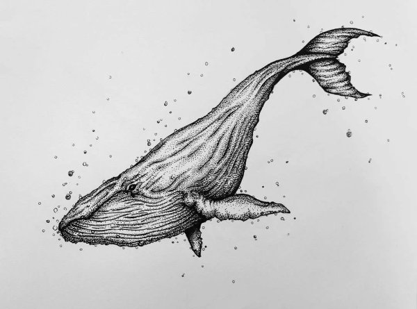 Кит рисунок