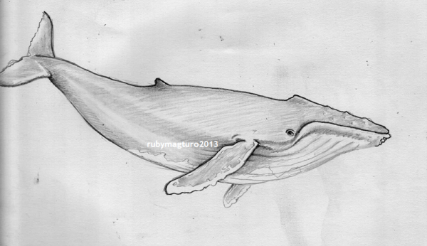 Рисунок кита карандашом для срисовки