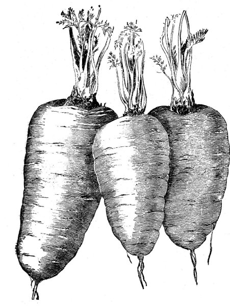Морковка рисунок карандашом