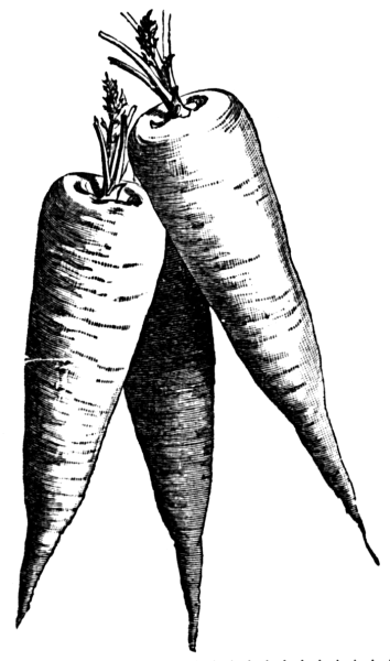 Морковка вектор сбоку черно белая