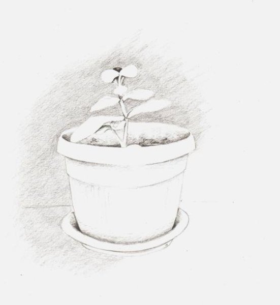 Зарисовки комнатных растений карандашом