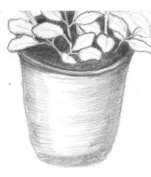 Комнатные цветы в вазоне. Карандашом