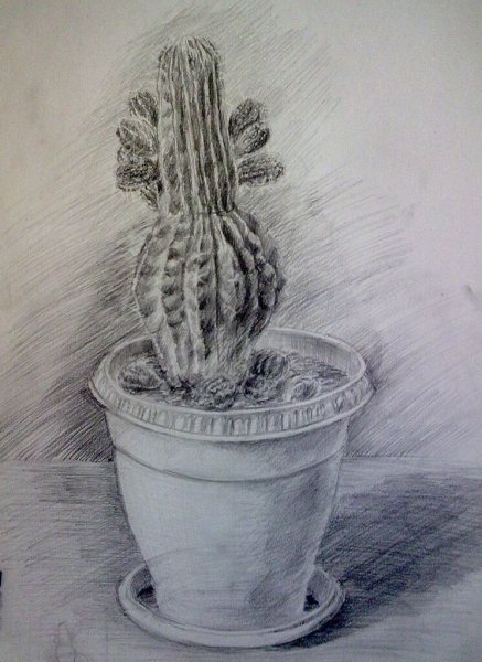 Комнатные растения карандашом