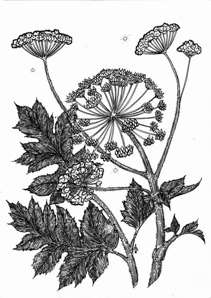 Борщевик Сосновского Ботаническая иллюстрация