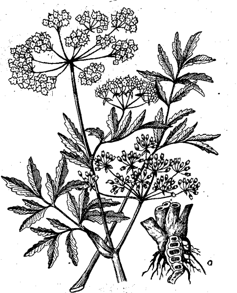 Борщевик Сосновского