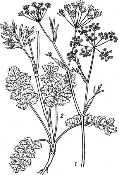 Valeriana officinalis рисунок