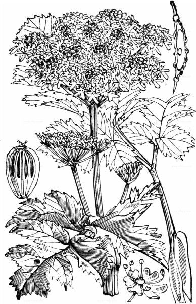 Сныть обыкновенная ботаника