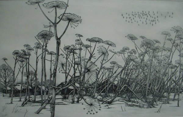 Борщевик Сосновского рисунок