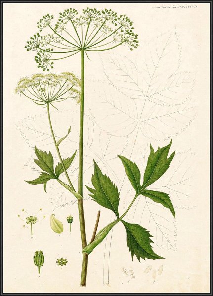 Борщевик Сосновского строение