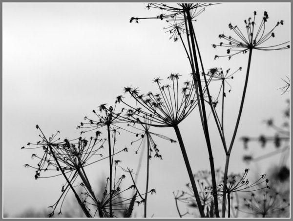 Борщевик чб