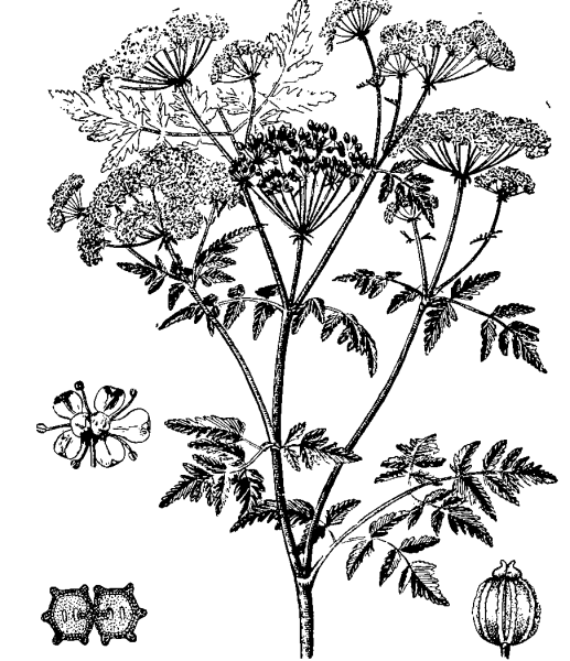 Борщевик Сосновского рисунок