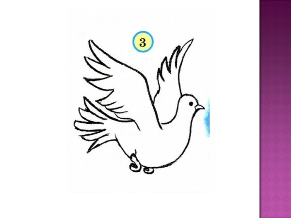 Голубь черно белый