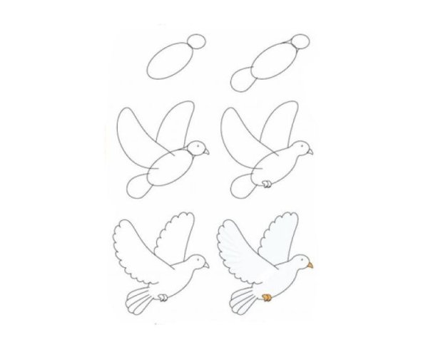 Голубь для рисования