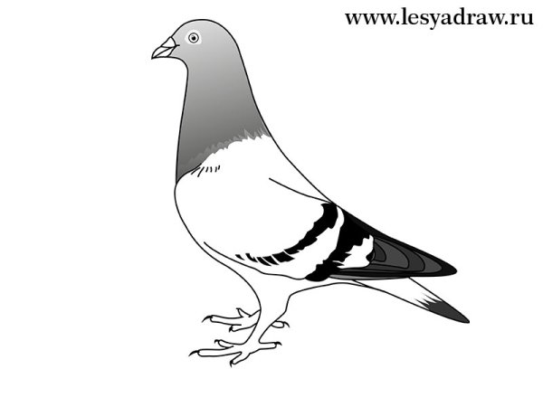 Поэтапное рисование голубя