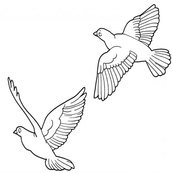 Голубь для срисовки