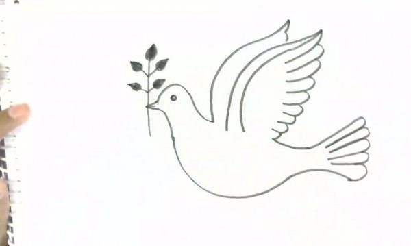 Голубь рисунок карандашом