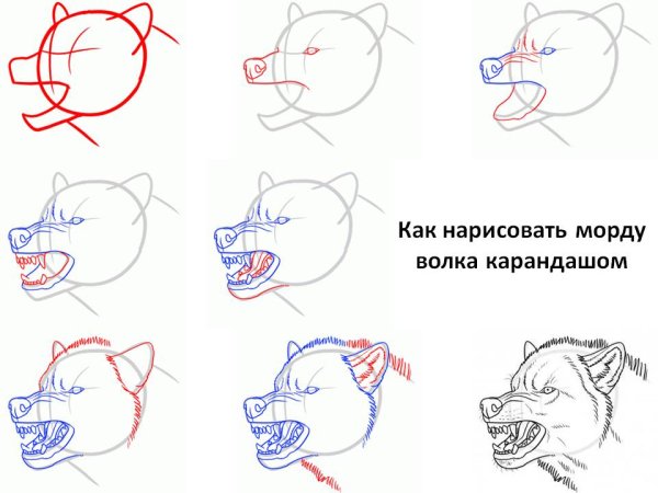 Как научиться рисовать Волков